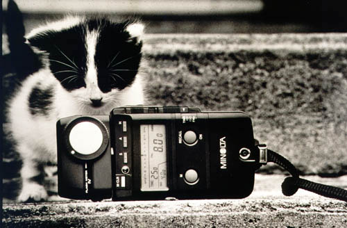 kittenmeter