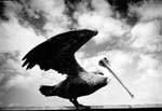 pelican2